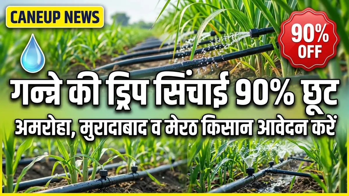 गन्ने की ड्रिप सिंचाई पर 90% सब्सिडी: अमरोहा, मुरादाबाद व मेरठ के किसान ऐसे करें ऑनलाइन आवेदन