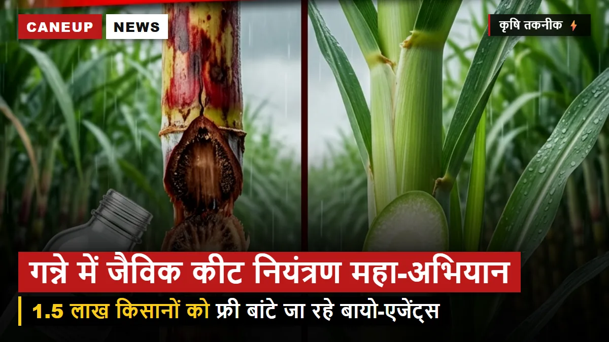 गन्ने में जैविक कीट नियंत्रण अभियान शुरू, 1.5 लाख किसानों को फ्री बांटे जा रहे ट्राइकोग्रामा कार्ड और ट्राइकोडर्मा