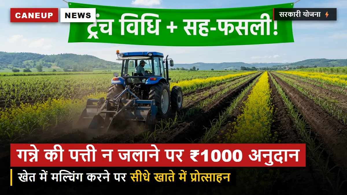 गन्ने की पत्ती न जलाने वाले किसानों को 1000 रुपये प्रति एकड़ अनुदान, मल्चिंग से जैविक खाद बनाने का अभियान
