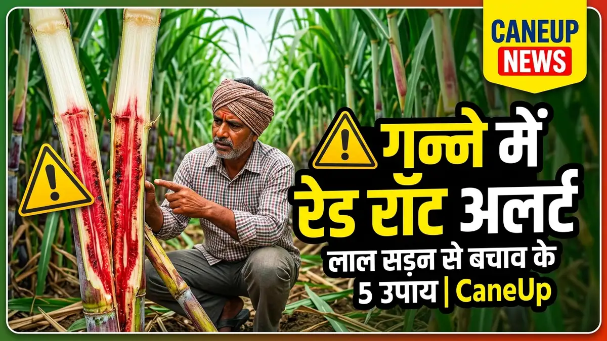 ⚠️ पश्चिमी यूपी में रेड रॉट (लाल सड़न) और टॉप बोरर का अलर्ट! अमरोहा व मुजफ्फरनगर किसानों के लिए 5 उपाय