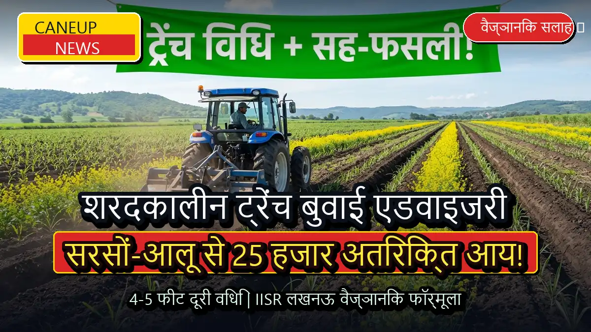 शरदकालीन गन्ने की ट्रेंच बुवाई के साथ सरसों-आलू की सह-फसली खेती, प्रति एकड़ 25 हजार अतिरिक्त आय का फॉर्मूला