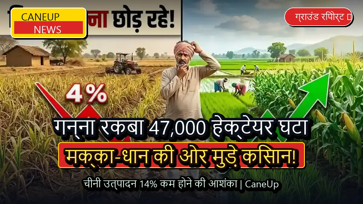 यूपी में गन्ने का रकबा 47,000 हेक्टेयर घटा, मक्का और धान की ओर मुड़े किसान