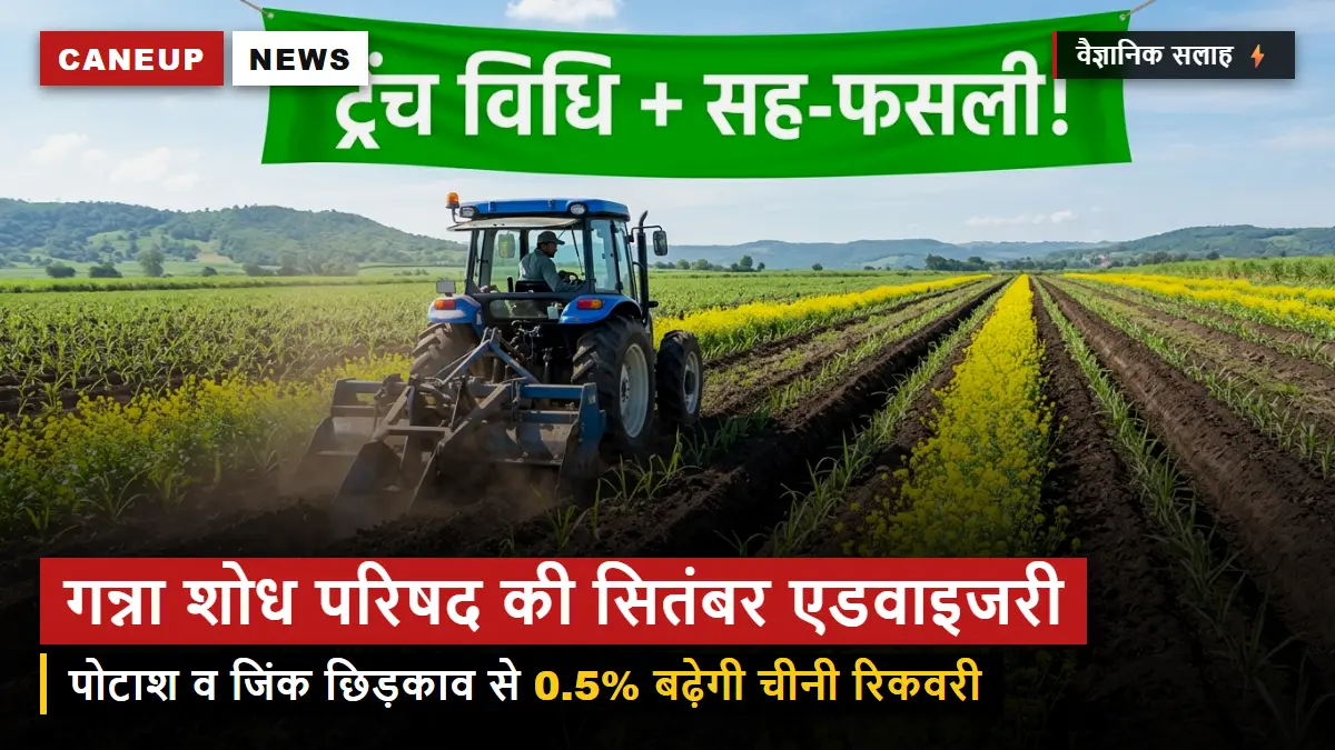 गन्ना शोध परिषद की सितंबर एडवाइजरी — पोटाश व जिंक के छिड़काव से 0.5% बढ़ेगी चीनी रिकवरी